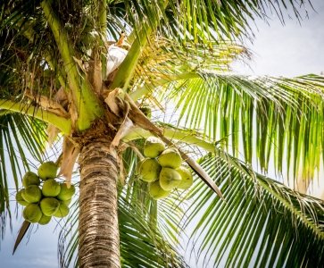 Coconut