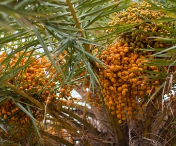 Dates (Arabian variety)
