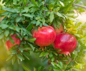 Pomegranate