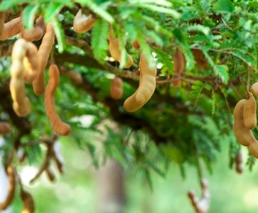 Tamarind