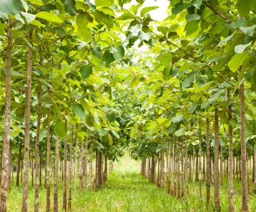 Teak (Burma & Tissue culture)